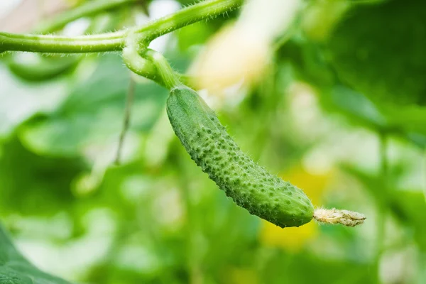 One green cucumbers growing — Stock Photo, Image
