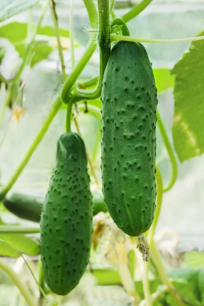 Cucumbers growing on a vine — Stock Photo, Image