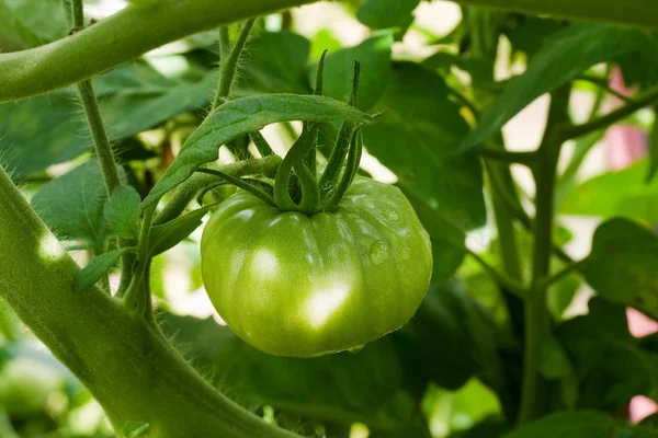 Tomate inmaduro — Foto de Stock