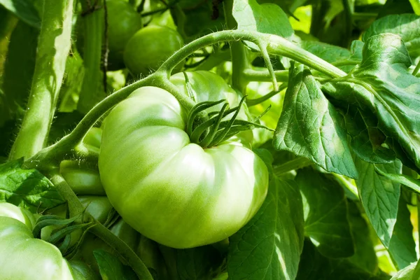 녹색 토마토 성장 — 스톡 사진