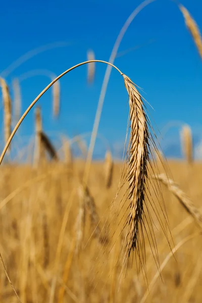 Gold wheat ear — Stock Photo, Image