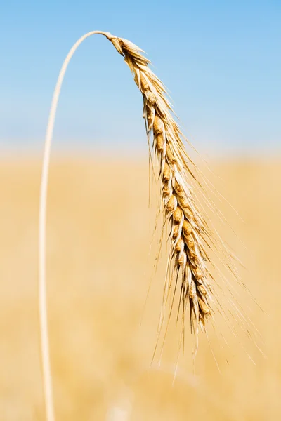 One ripe gold wheat ear — Stock Photo, Image