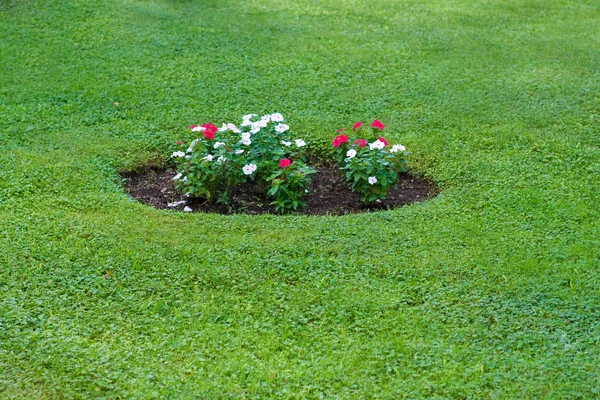Flowerbed with red and white flowers — Stock Photo, Image