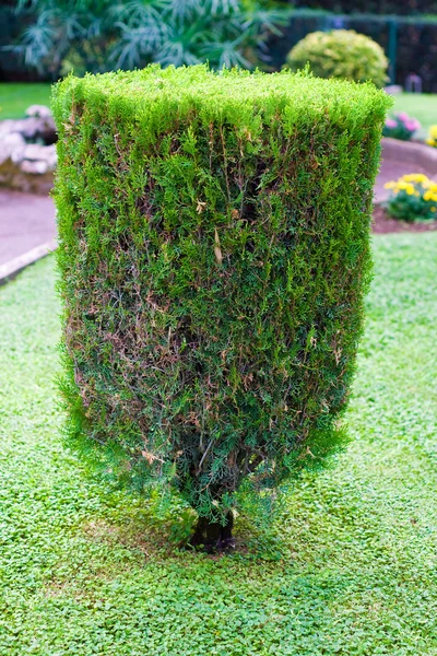Topiary trimmed bush — Stock Photo, Image