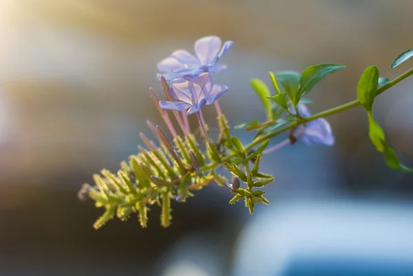Bluszcz kwiatów, zachodzie słońca — Zdjęcie stockowe