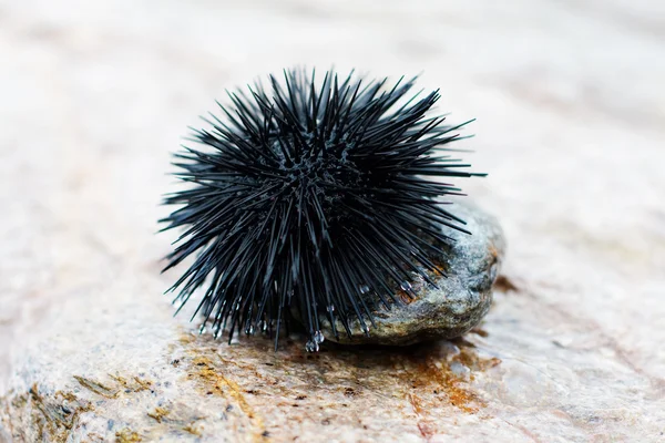 stock image Sea urchin