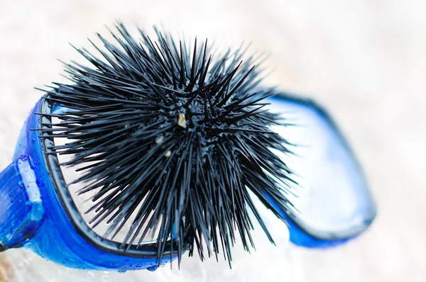 Black sea urchin — 图库照片