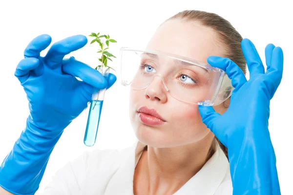 Genetic modified plant — Stockfoto
