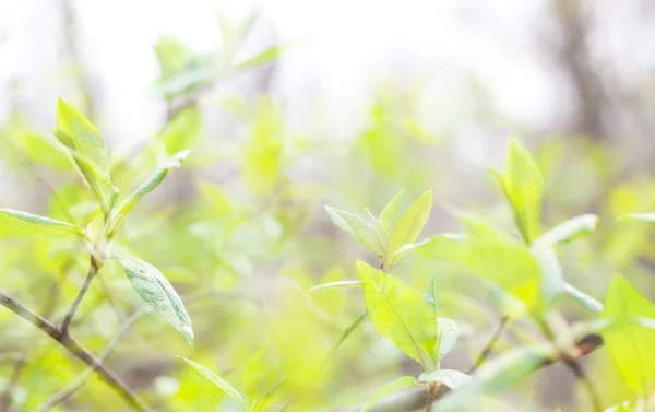 신 록의 잎 — 스톡 사진