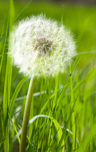 Pampeliška v jarní zelené trávě — Stock fotografie