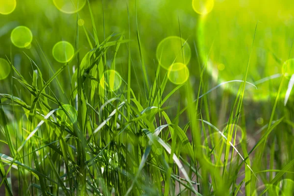 Saga grönt gräs — Stockfoto