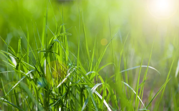 Güneşli bir bahar ışık yeşil çimen — Stok fotoğraf