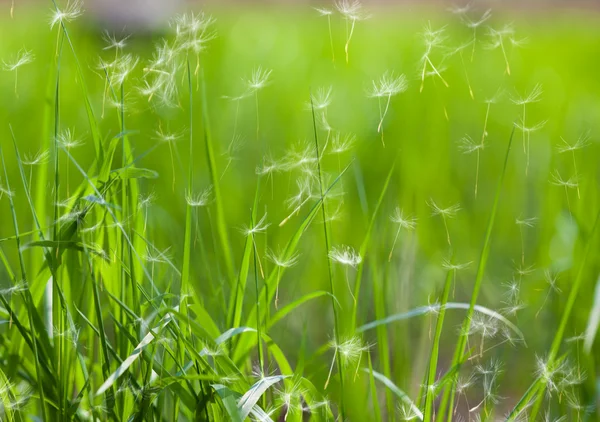 민들레 씨앗을 비행 잔디 — 스톡 사진