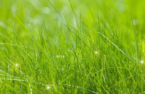 Чистая зелёная трава — стоковое фото