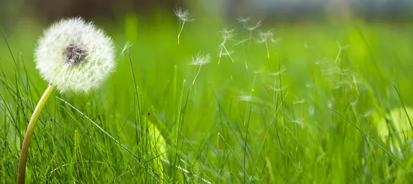 잔디밭에 아름 다운 하얀 민들레 — 스톡 사진