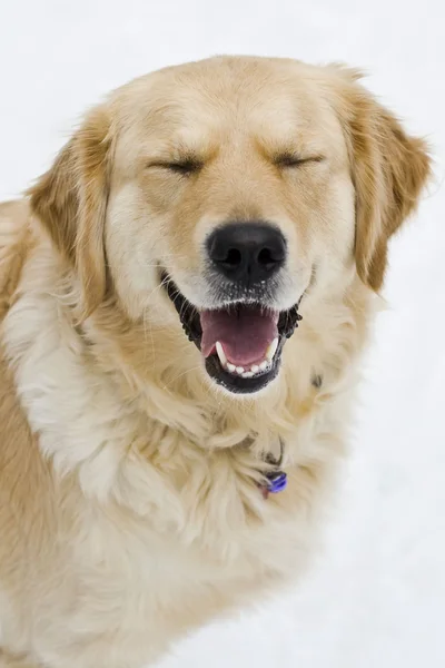 Funny dog — Stock Photo, Image