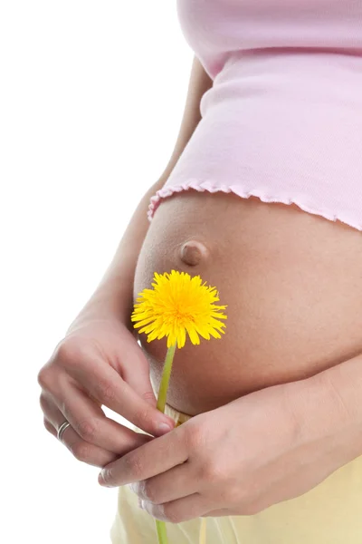 Pregnant woman with dandelion — Stock Photo, Image