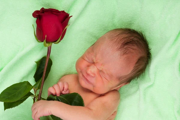 stock image Screaming newborn with rose