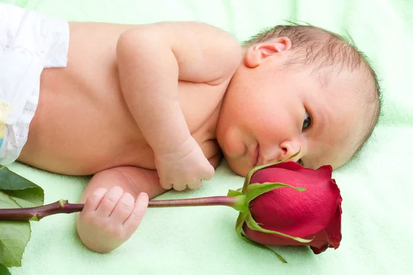 Newborn holding rose — Stock Photo, Image