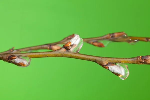 Branch with buds under melting ice — Stock Photo, Image