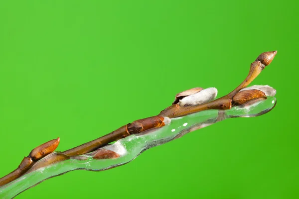 stock image Frozen twig with buds