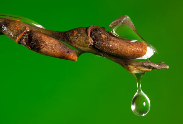 Drop of water on a twig as ice melts — Stock Photo, Image