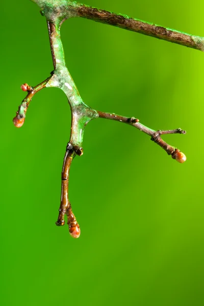 Twig with frozen ice on it melting in spring — Stock Photo, Image