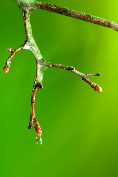Dropping water from a frozen twig — Stock Photo, Image