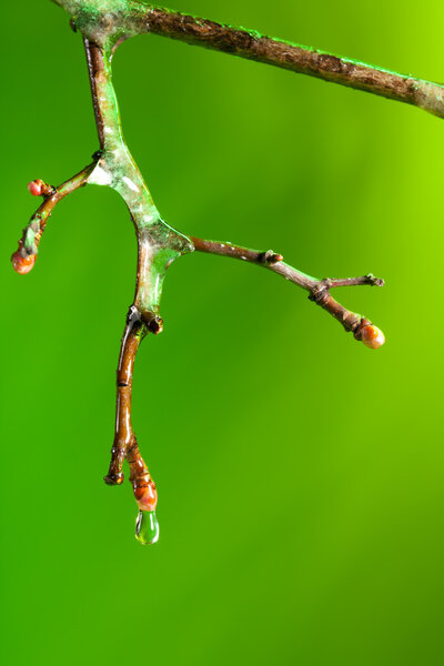 Dropping water from a frozen twig