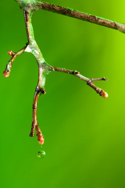 Twig with melting ice in it — Stock Photo, Image