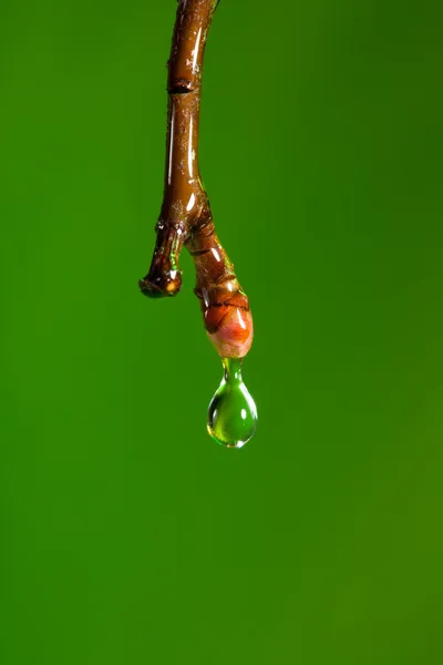 水滴落在春天 — 图库照片
