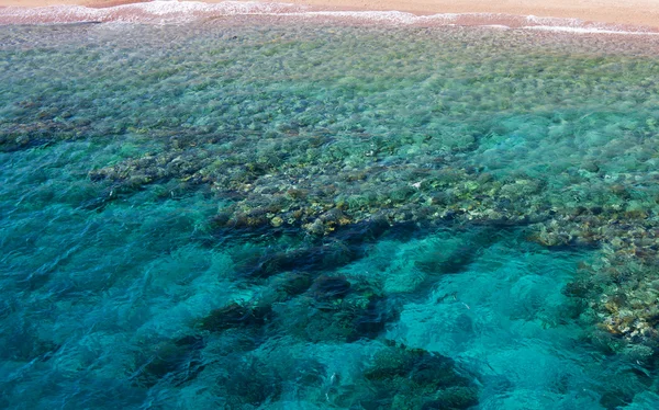 Corais na água — Fotografia de Stock