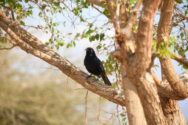 Tristram's Starling bird clipart