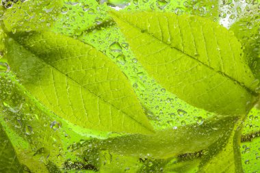 Close-up of the wet leaves