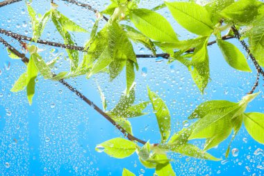 Twig with fresh spring leaves and sky