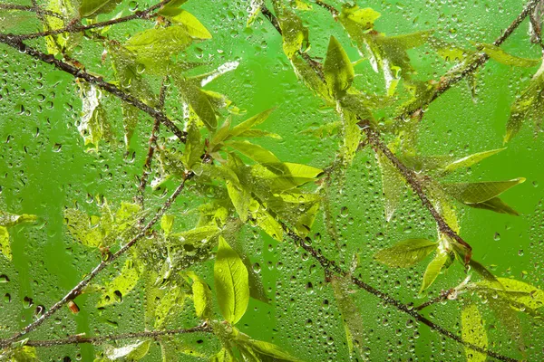 Gałązka z świeżych wiosennych liści po deszczu — Zdjęcie stockowe