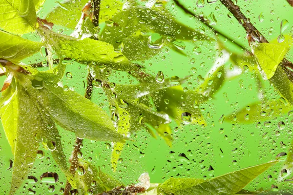 Brunch com folhas frescas da mola após a chuva — Fotografia de Stock