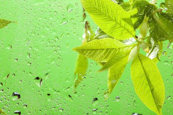 Macro of the leaves and water drops — Stock Photo, Image