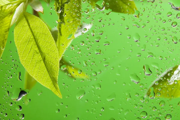 Leaves after spring rain — Stock Photo, Image