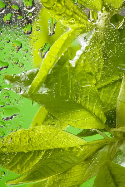 Makro çekim bir yaprak düşer — Stok fotoğraf