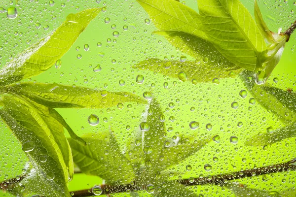 Close-up de galho com folhas após a chuva — Fotografia de Stock