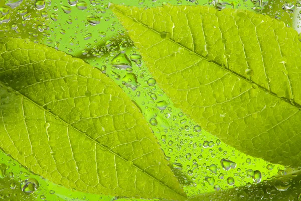 Leaf after rain — Stock Photo, Image