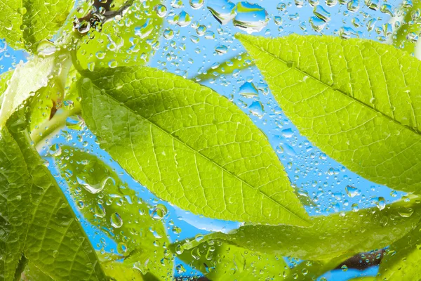 Close-up of the wet leaves — Stock Photo, Image
