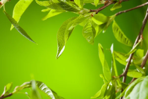 Spring leaves twigs — Stock Photo, Image