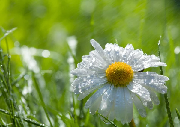 Daisy on the loan after spring rain — Stock Photo, Image