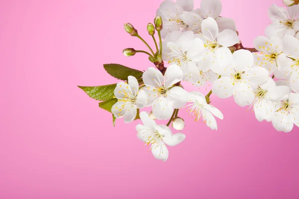 Flores de cerezo sobre fondo rosa — Foto de Stock