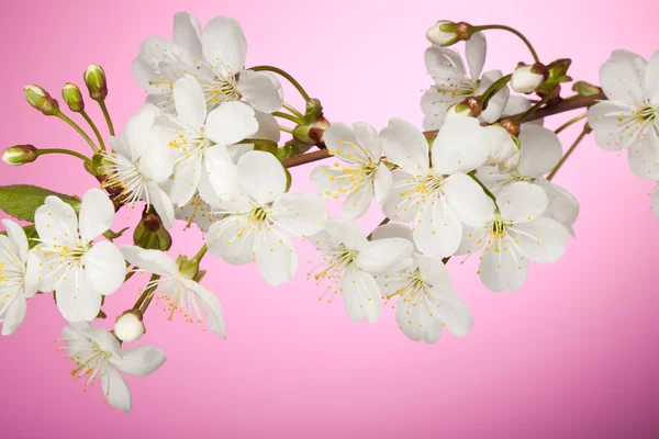 Cherry tree branch with spring white flowers — Stock Photo, Image