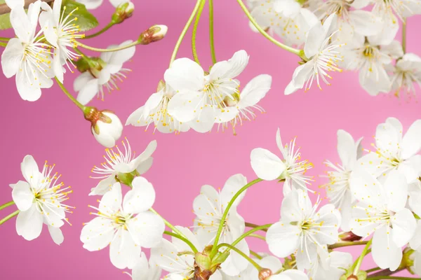 Közeli kép a cseresznye virágok — Stock Fotó