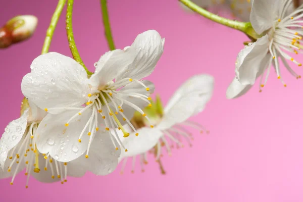 Close-up of cherry tree flowers — Stock Photo, Image