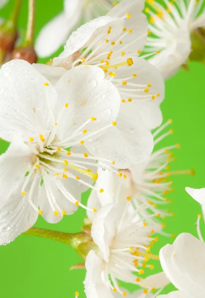 Cherry tree flowers on green — Stock Photo, Image